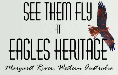 Eagles Heritage Raptor Wildlife Centre - Kingaroy Accommodation 0
