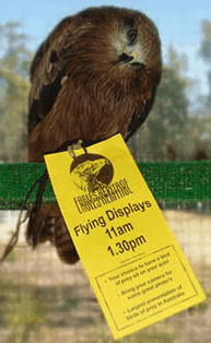 Eagles Heritage Raptor Wildlife Centre - Kingaroy Accommodation 1