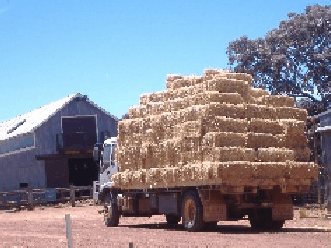 Avondale Discovery Farm - Kingaroy Accommodation 1