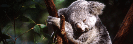 Koala and River Cruise by Mirimar Cruises - Kingaroy Accommodation