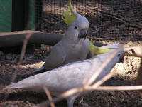 Wirrimbirra Sanctuary - Kingaroy Accommodation 1