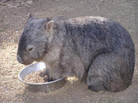 Wirrimbirra Sanctuary - Kingaroy Accommodation 2