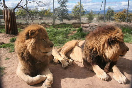 Mansfield Zoo - Kingaroy Accommodation 0