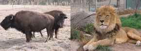 Mansfield Zoo - Kingaroy Accommodation 3