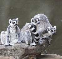 Adelaide Zoo - Kingaroy Accommodation