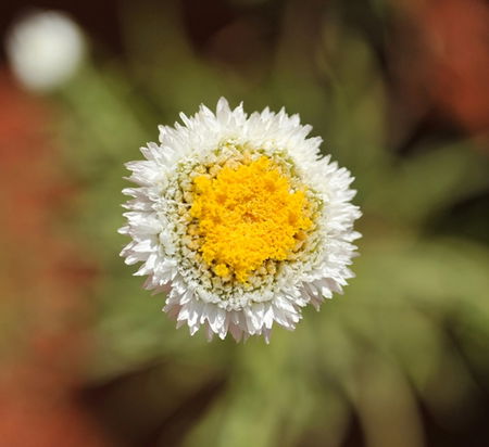 Alice Springs Desert Park - Kingaroy Accommodation 1