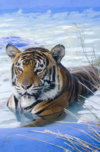 Zoo Doo Wildlife Park - Kingaroy Accommodation 0