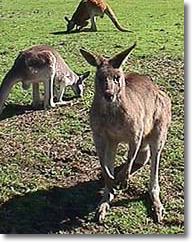 OZe Wildlife - Kingaroy Accommodation 1