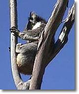 OZe Wildlife - Kingaroy Accommodation 2