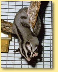 OZe Wildlife - Kingaroy Accommodation 3