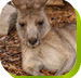 Calmsley Hill City Farm - Kingaroy Accommodation