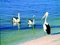 Noosa Everglades Discovery - Kingaroy Accommodation 2