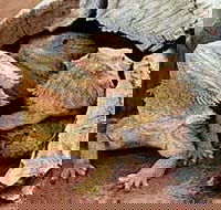 Alice Springs Reptile Centre - Kingaroy Accommodation