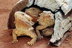 Alice Springs Reptile Centre - Kingaroy Accommodation 0
