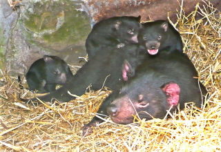 Bicheno TAS Kingaroy Accommodation