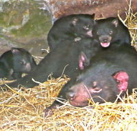 East Coast Natureworld - Kingaroy Accommodation