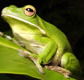 The Rainforest Habitat - Kingaroy Accommodation
