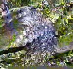 Koala Conservation Centre - Kingaroy Accommodation