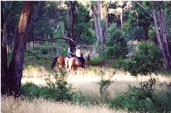 High Country Horses - Kingaroy Accommodation 1