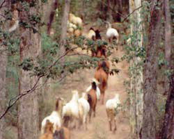 High Country Horses - Kingaroy Accommodation 2