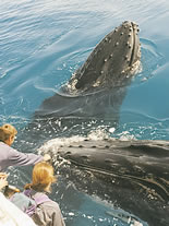 Storeyline Tours - Kingaroy Accommodation 1