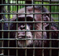 Rockhampton Zoo - Kingaroy Accommodation