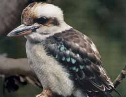 Nowra Wildlife Park - Kingaroy Accommodation 2