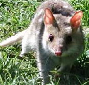 Urimbirra Wildlife Park - Kingaroy Accommodation