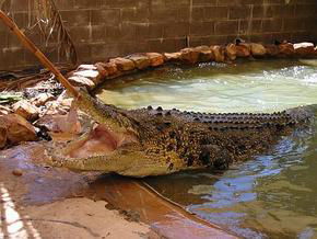 Wyndham Zoological Gardens And Crocodile Park - Kingaroy Accommodation 0