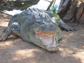 Wyndham Zoological Gardens And Crocodile Park - Kingaroy Accommodation 2