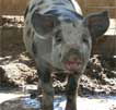 Wagga Wagga Zoo - Kingaroy Accommodation