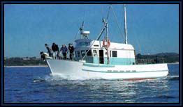 Polperro Dolphin Swims - Kingaroy Accommodation 2