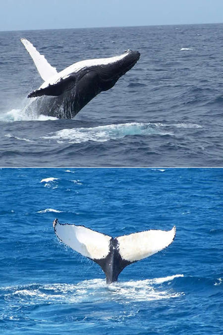 Mills Charters Fishing And Whale Watch Cruises - Kingaroy Accommodation 3