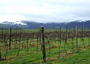 Kinloch Wines - Kingaroy Accommodation