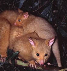 Geckoes Wildlife Presentations - Kingaroy Accommodation 1