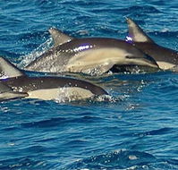 Dolphin Swim Australia - Kingaroy Accommodation