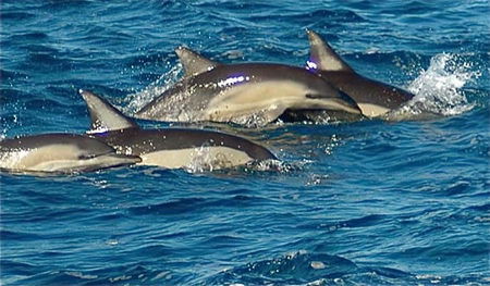 Dolphin Swim Australia - Kingaroy Accommodation 0