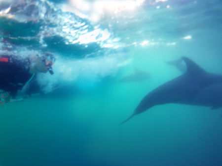 Dolphin Swim Australia - Kingaroy Accommodation 2