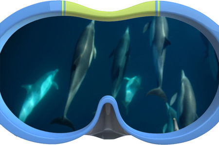 Dolphin Swim Australia - Kingaroy Accommodation 3
