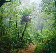 Lamington National Park and OReillys - Kingaroy Accommodation