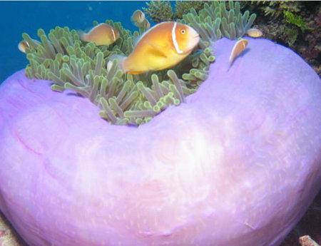 Silver Swift - Kingaroy Accommodation 1