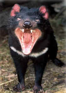 Zoo Doo Wildlife Park - Kingaroy Accommodation 4