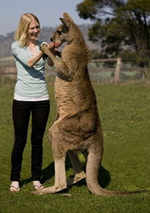 Zoo Doo Wildlife Park - Kingaroy Accommodation 5