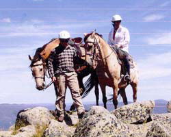 High Country Horses - Kingaroy Accommodation 3
