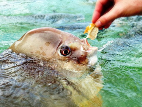 Aquascene Fish Feeding Sanctuary - Kingaroy Accommodation 1