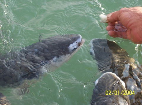 Aquascene Fish Feeding Sanctuary - Kingaroy Accommodation 2