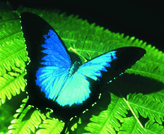 Book Cairns QLD Attractions Kingaroy Accommodation Kingaroy Accommodation