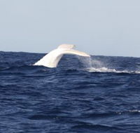 Australian Whale Watching - Kingaroy Accommodation