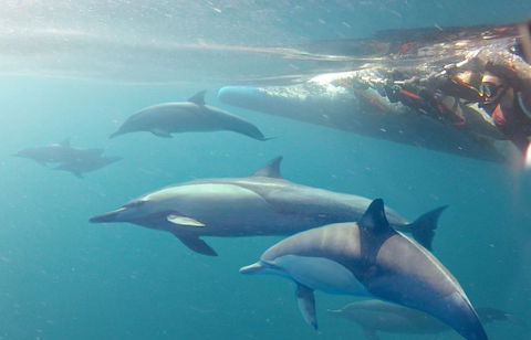 Dolphin Swim Australia - Kingaroy Accommodation 5