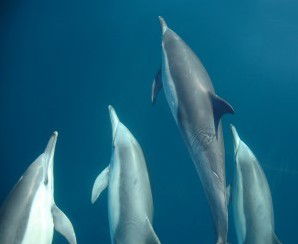 Dolphin Swim Australia - Kingaroy Accommodation 6